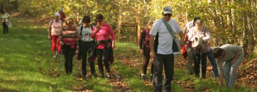 Groupe de marcheurs en sortie en forêt